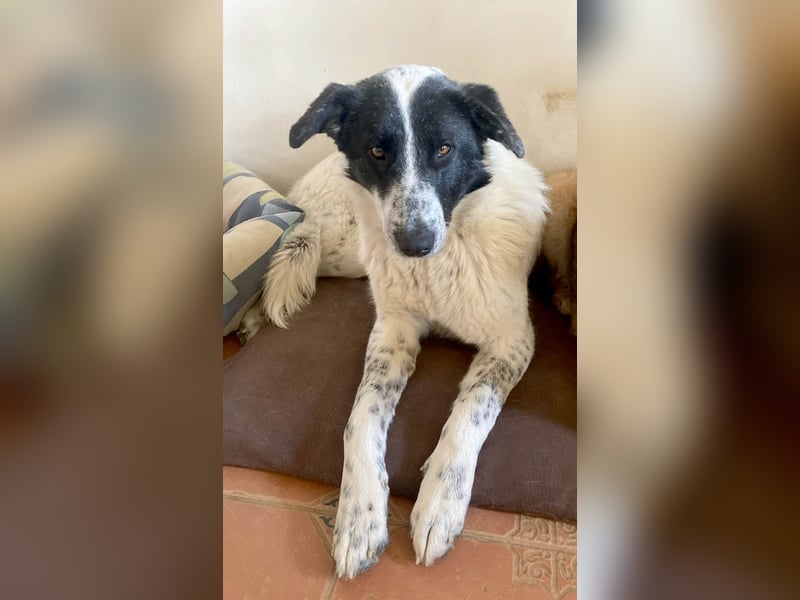 Große Monnie sucht Ihr passendes Körbchen