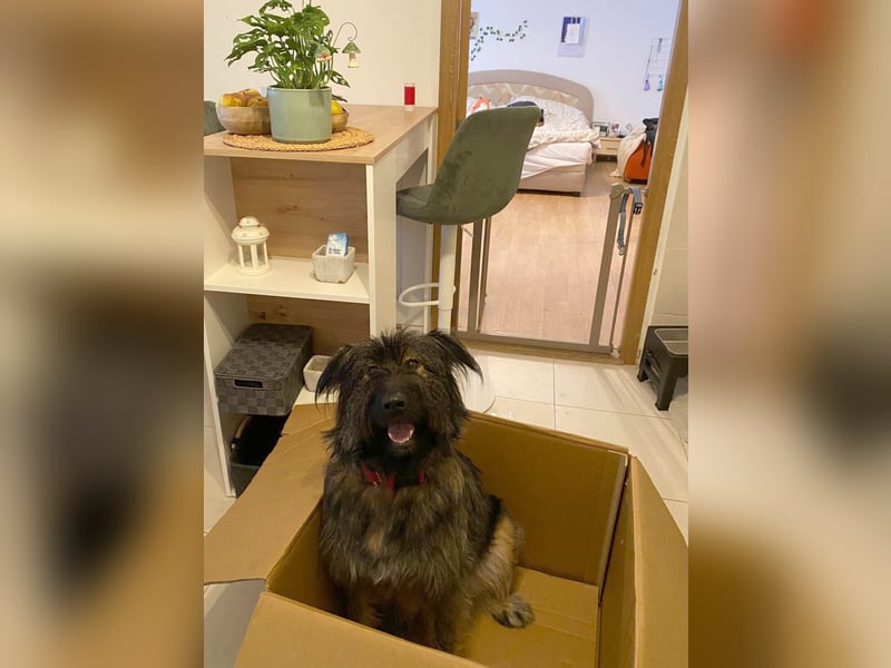 Wuscheliger Grey sucht seine Familie