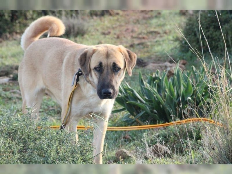 Paula, ausgeglichene, freundliche Hündin