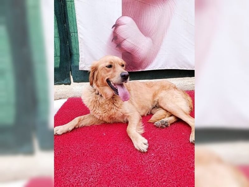 Maya, Golden Retriever Mix mit Charme, toller Familienhund