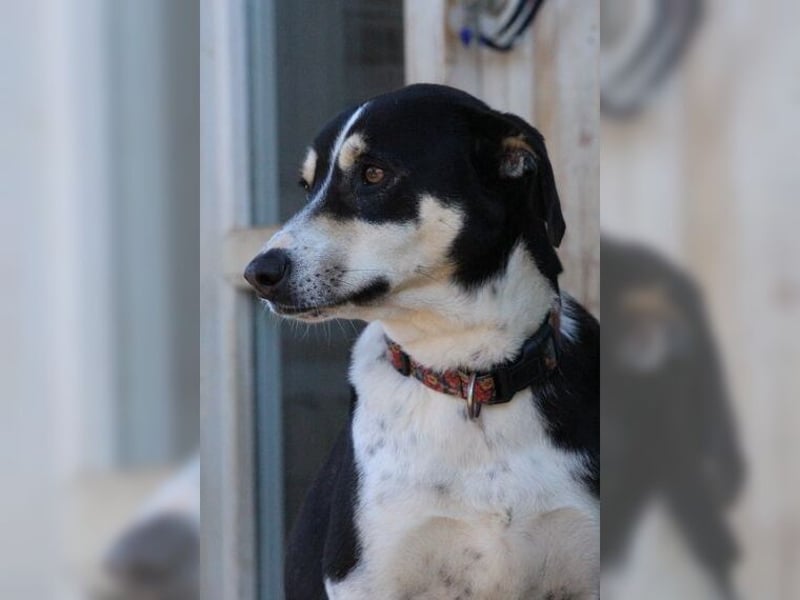 Emmi ist eine elegante, liebevolle Hündin mit einem traumhaften Charakter