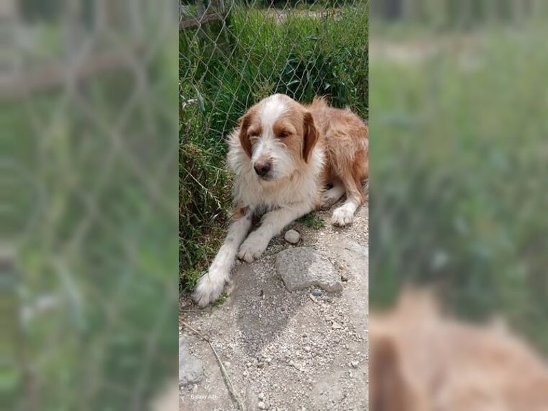 Pixie, schüchterner, liebevoller Rüde