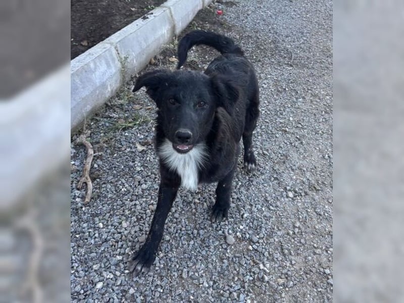 Kira, lustige, freundliche, junge Hündin