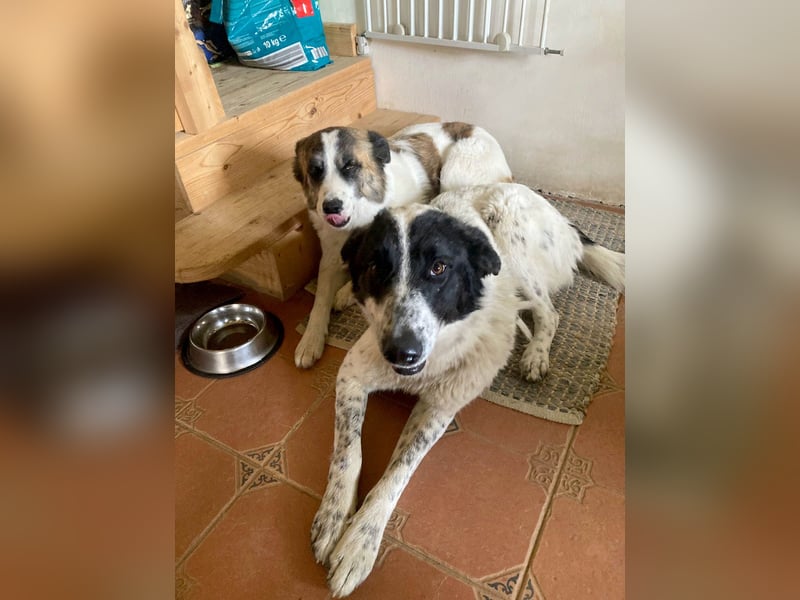 Große Monnie sucht passendes Körbchen