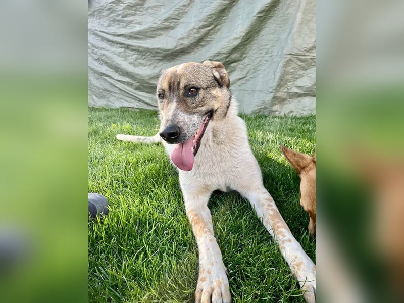 Hübsche Olive sucht ihr eigenes Körbchen