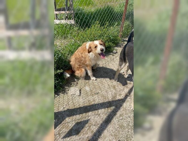 Pixie, schüchterner, liebevoller Rüde
