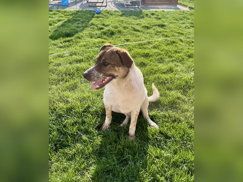 Hübsche Olive sucht ihr eigenes Körbchen