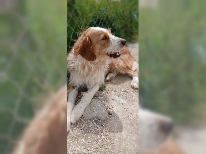Pixie, schüchterner, liebevoller Rüde