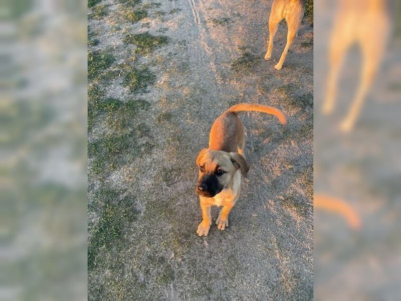 Luna, junge, aufgeweckte Hündin