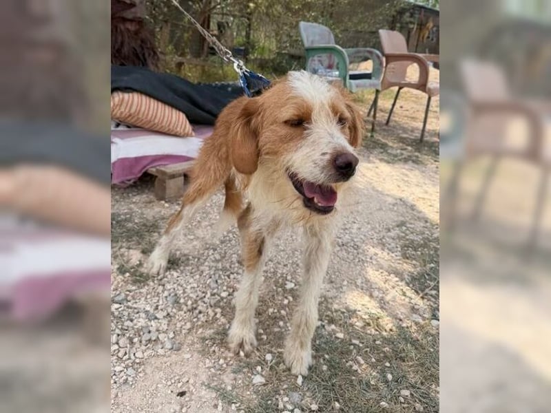 Pixie, schüchterner, liebevoller Rüde