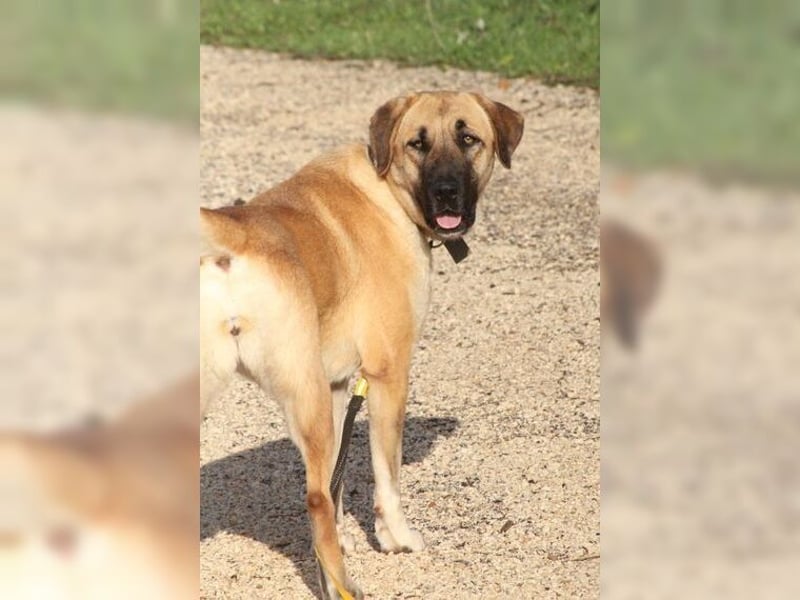 Paula, ausgeglichene, freundliche Hündin