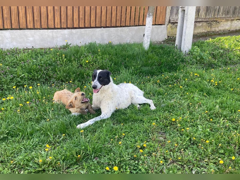 Große Monnie sucht Ihr passendes Körbchen