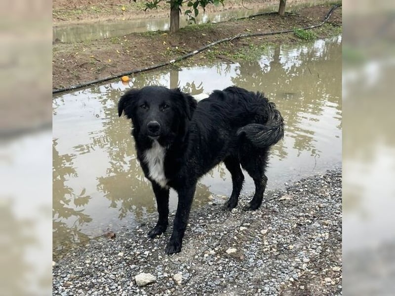 Kira, lustige, freundliche, junge Hündin