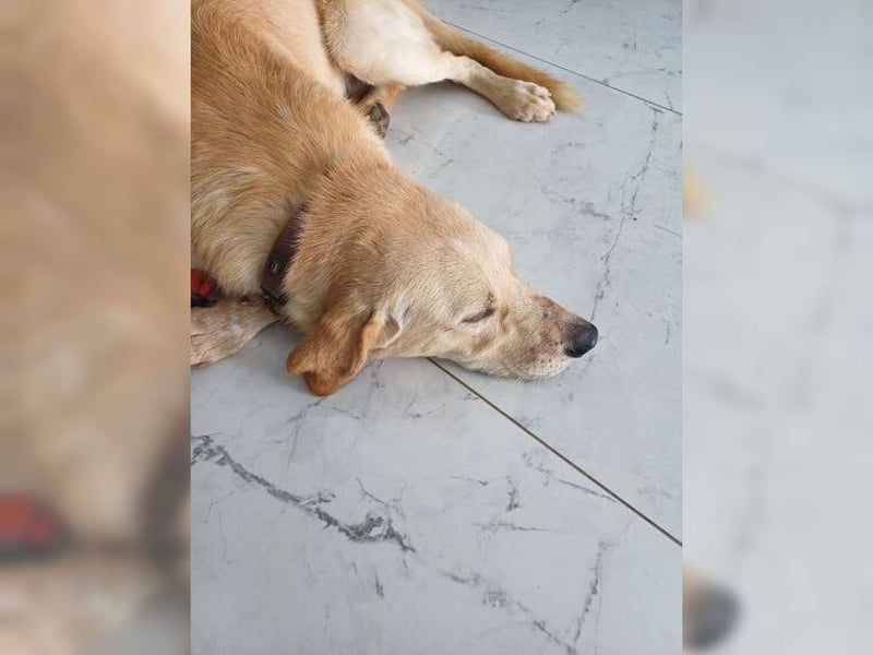 Teddy, ein perfekter Familienhund