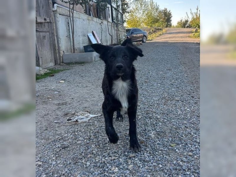 Kira, lustige, freundliche, junge Hündin