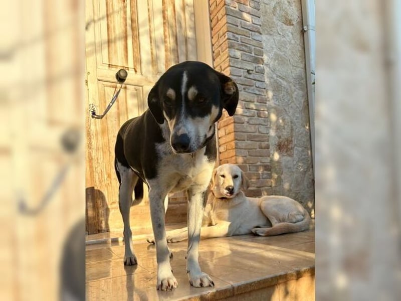 Emmi ist eine elegante, liebevolle Hündin mit einem traumhaften Charakter