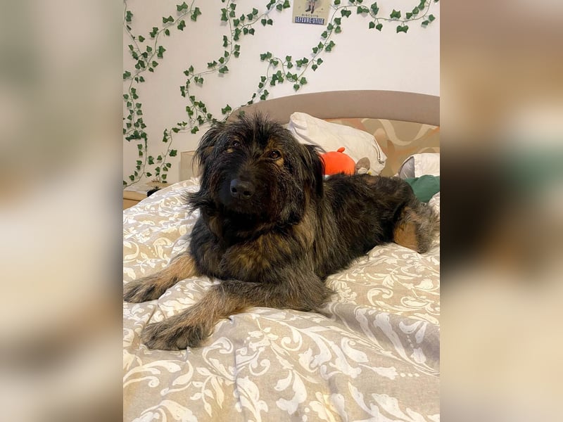 Wuscheliger Grey sucht seine Familie