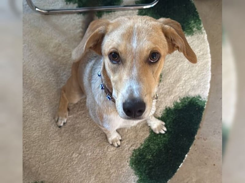 Silas, ein sportlicher junger Wirbelwind, katzenverträglich