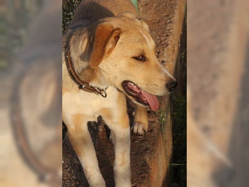 Silas, ein sportlicher junger Wirbelwind, katzenverträglich