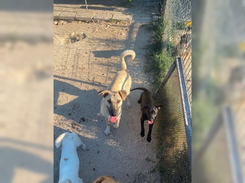 Lucy, soziale, liebevolle Menschenfreundin