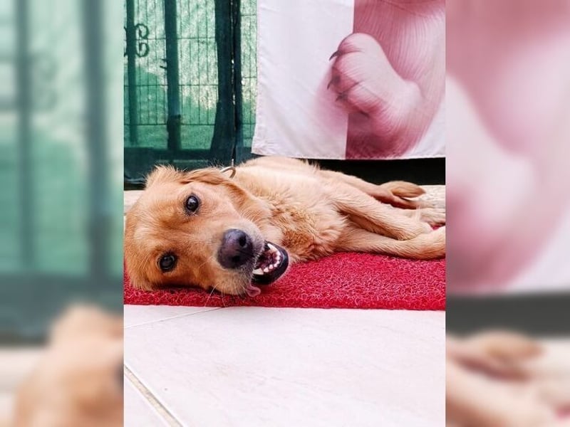 Maya, Golden Retriever Mix mit Charme, toller Familienhund