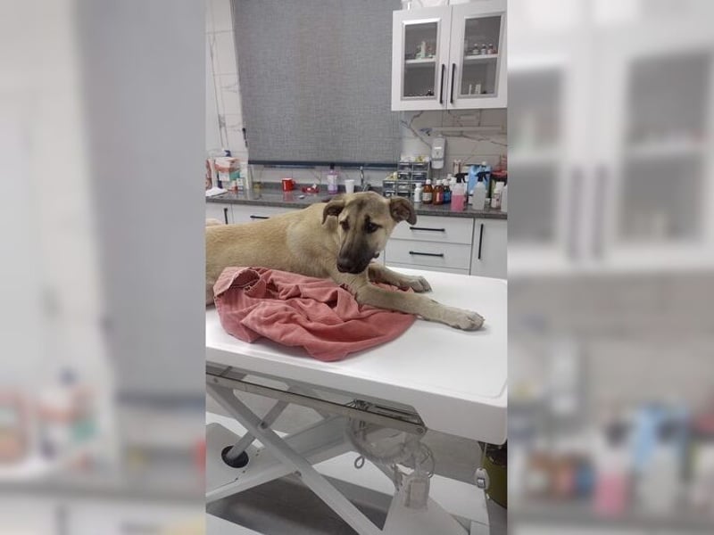 Lucy, soziale, liebevolle Menschenfreundin