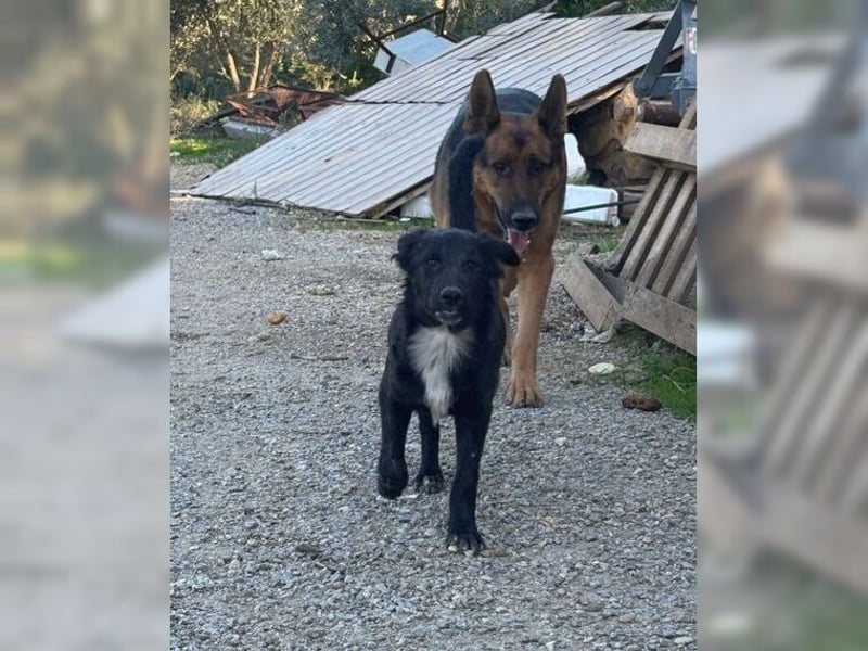 Kira, lustige, freundliche, junge Hündin