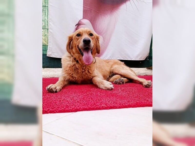 Maya, Golden Retriever Mix mit Charme, toller Familienhund