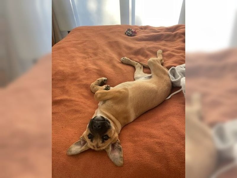 Luna, ein Goldschatz für Liebhaber von Herdenschutzhunden