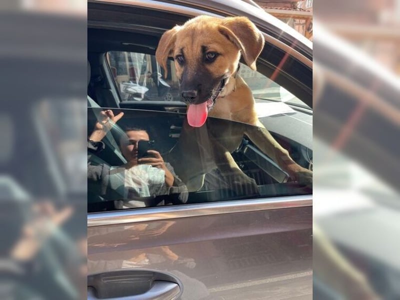 Luna, junge, aufgeweckte Hündin