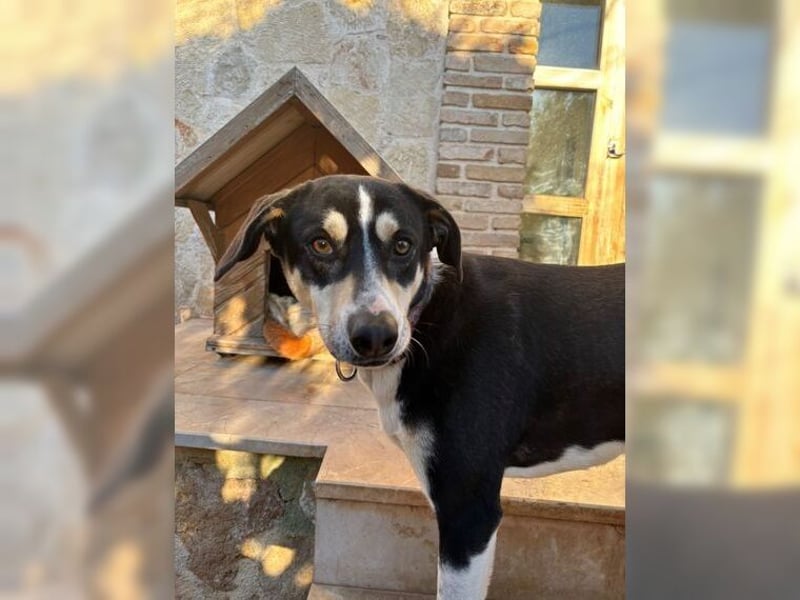 Emmi ist eine elegante, liebevolle Hündin mit einem traumhaften Charakter