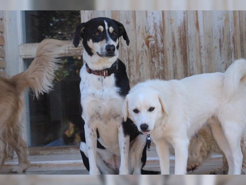 Emmi ist eine elegante, liebevolle Hündin mit einem traumhaften Charakter