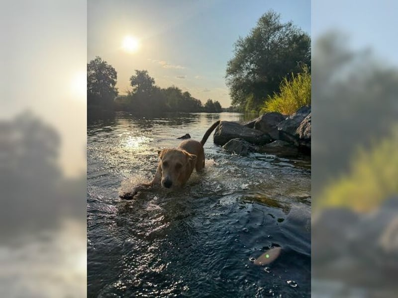 Silas, ein sportlicher junger Wirbelwind, katzenverträglich