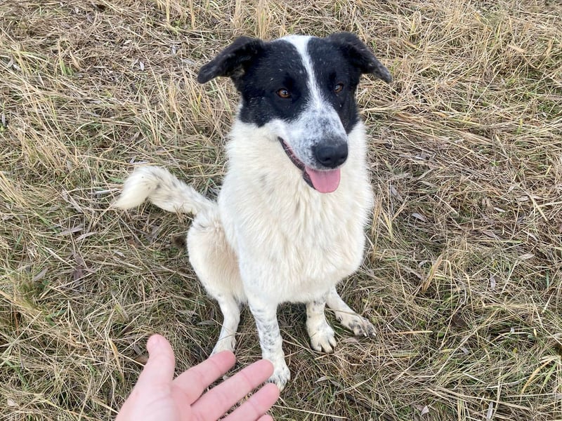 Große Monnie sucht passendes Körbchen