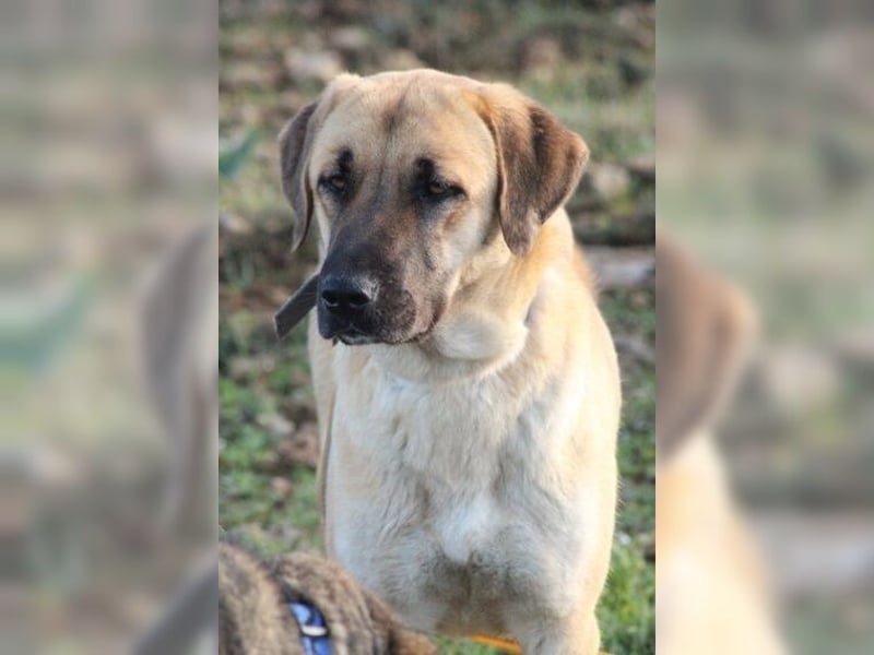 Paula, ausgeglichene, freundliche Hündin