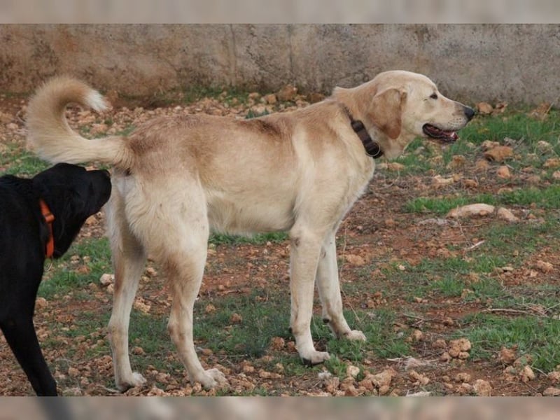 Teddy, ein perfekter Familienhund