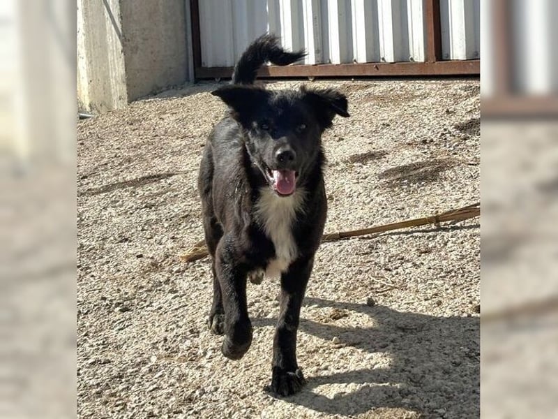 Kira, lustige, freundliche, junge Hündin