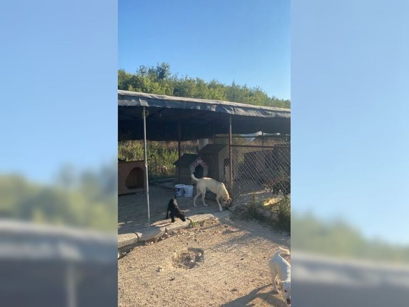 Lucy, soziale, liebevolle Menschenfreundin