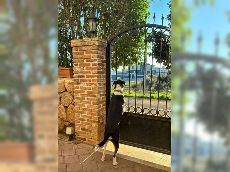 Emmi ist eine elegante, liebevolle Hündin mit einem traumhaften Charakter