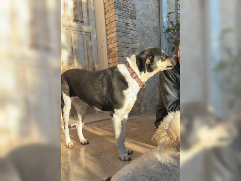 Emmi ist eine elegante, liebevolle Hündin mit einem traumhaften Charakter