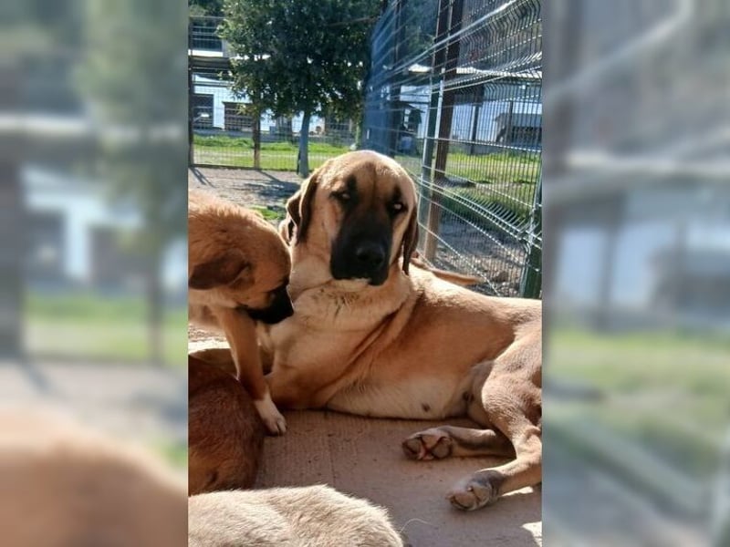 Paula, ausgeglichene, freundliche Hündin