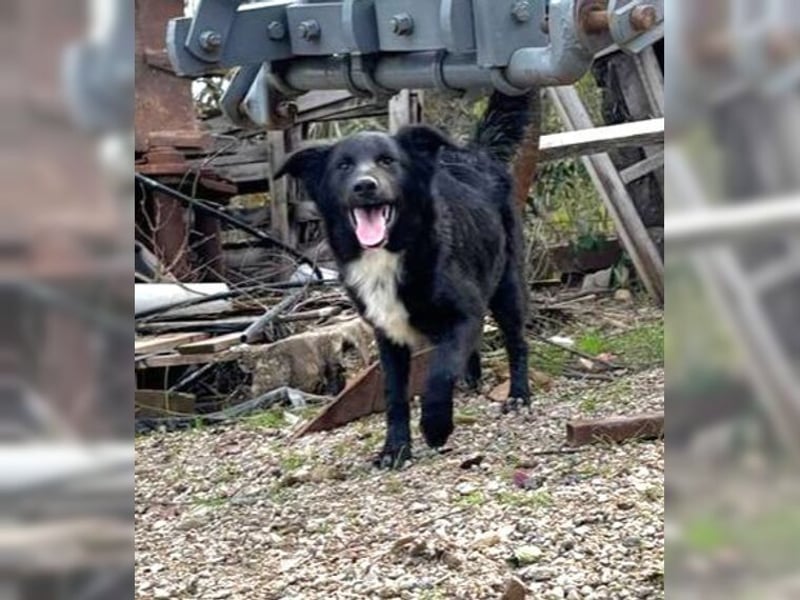 Kira, lustige, freundliche, junge Hündin