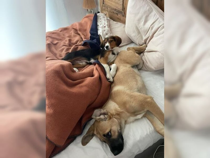 Luna, ein Goldschatz für Liebhaber von Herdenschutzhunden