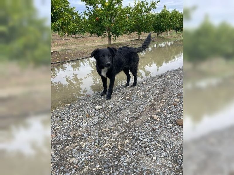 Kira, lustige, freundliche, junge Hündin