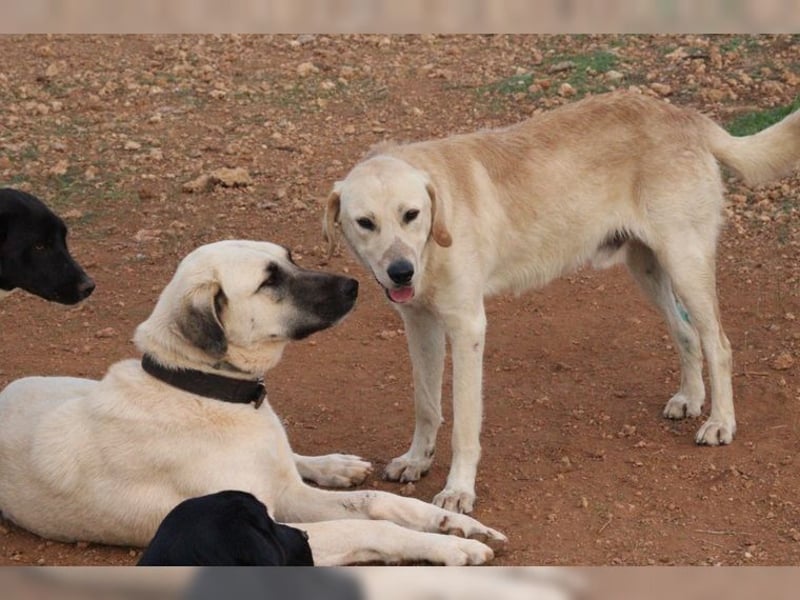 Teddy, ein perfekter Familienhund