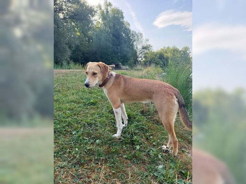 Silas, ein sportlicher junger Wirbelwind, katzenverträglich