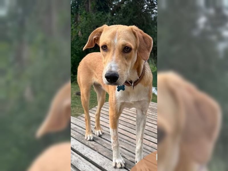 Silas, ein sportlicher junger Wirbelwind, katzenverträglich