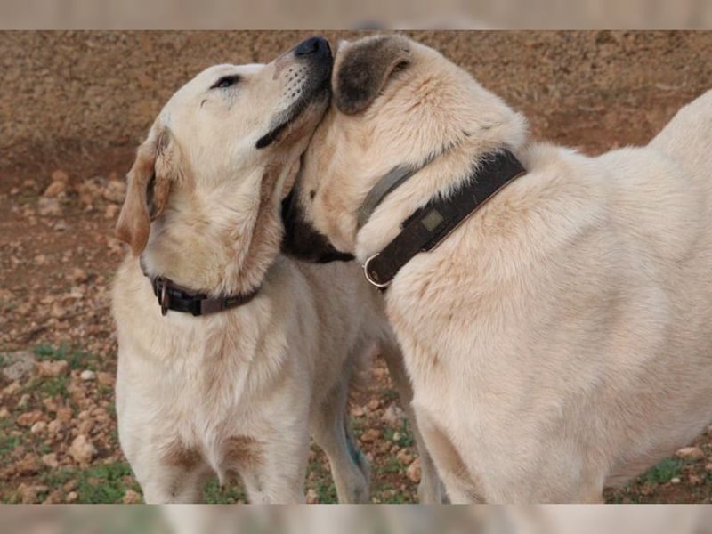 Teddy, ein perfekter Familienhund