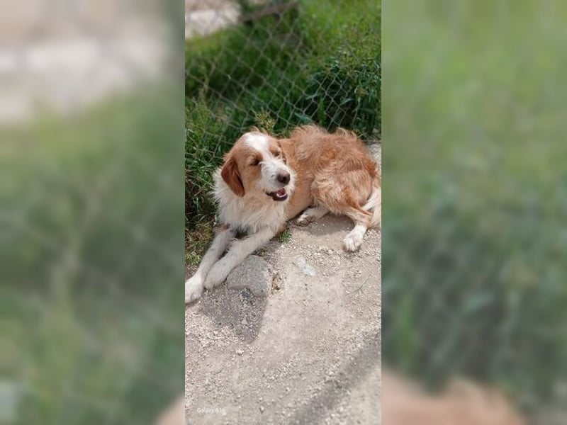 Pixie, schüchterner, liebevoller Rüde