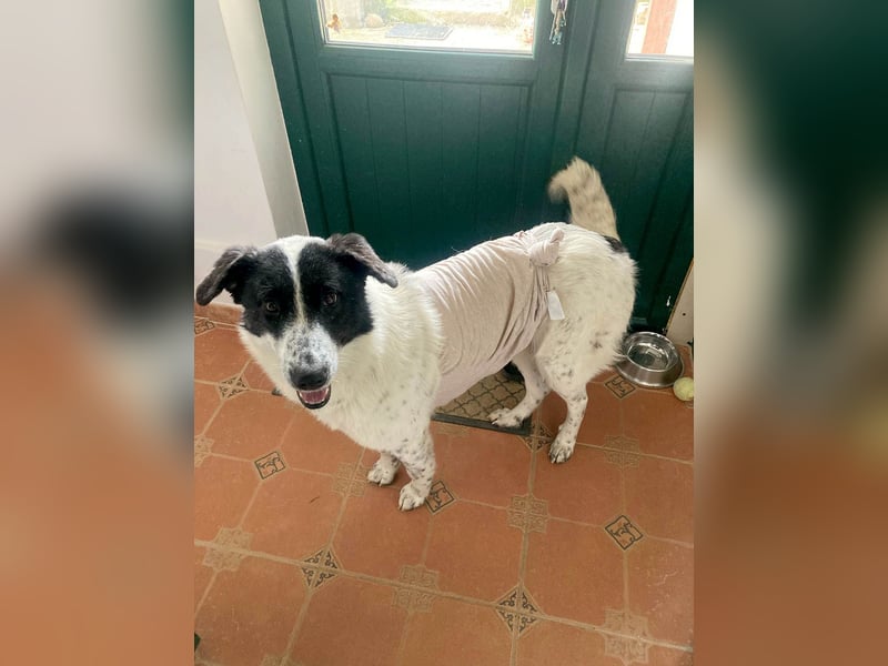 Große Monnie sucht Ihr passendes Körbchen